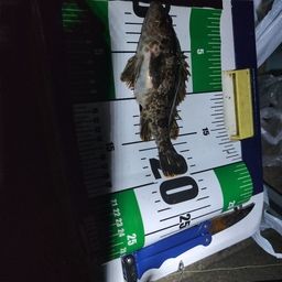 タケノコメバル