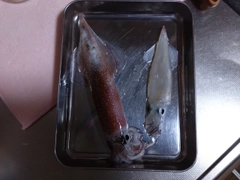 ヤリイカの釣果