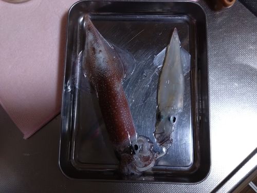 ヤリイカの釣果