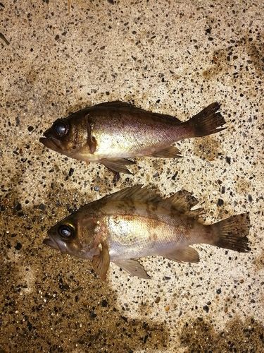 メバルの釣果