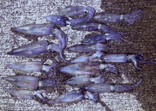 ヤリイカの釣果