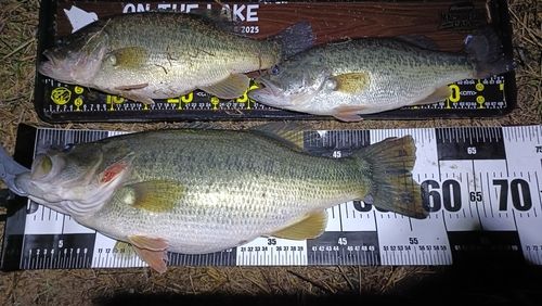 ブラックバスの釣果