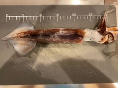 スルメイカの釣果