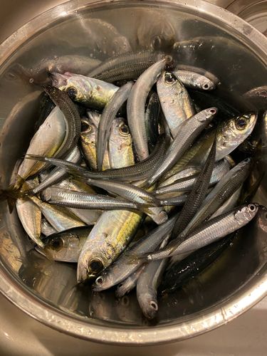 トウゴロウイワシの釣果