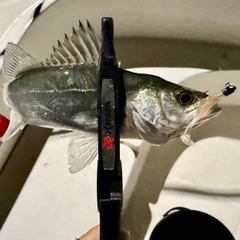 セイゴ（マルスズキ）の釣果