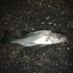 セイゴ（ヒラスズキ）