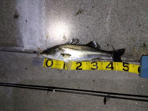 セイゴ（ヒラスズキ）の釣果