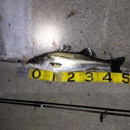 セイゴ（ヒラスズキ）