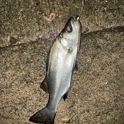 セイゴ（ヒラスズキ）