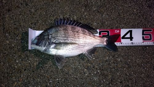 クロダイの釣果