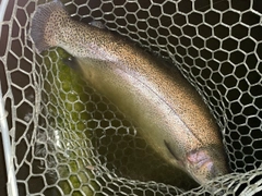 ニジマスの釣果