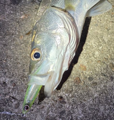 シーバスの釣果