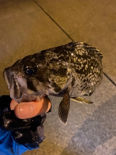 クロソイの釣果