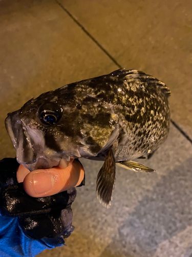 クロソイの釣果