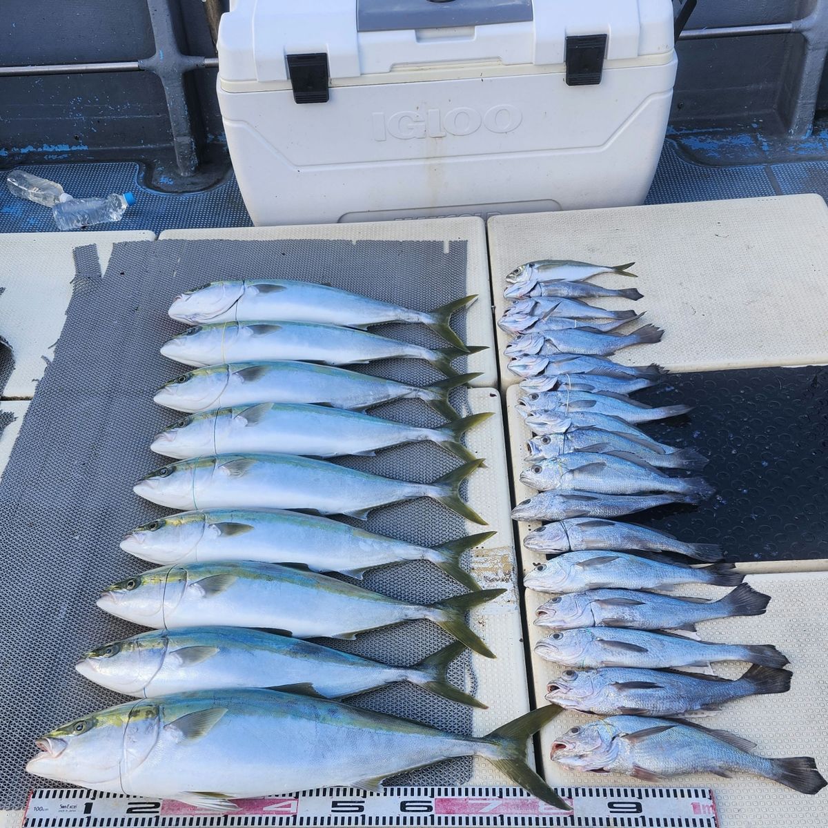 SOUTH(サウス)さんの釣果 1枚目の画像