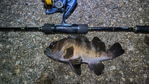 メバルの釣果