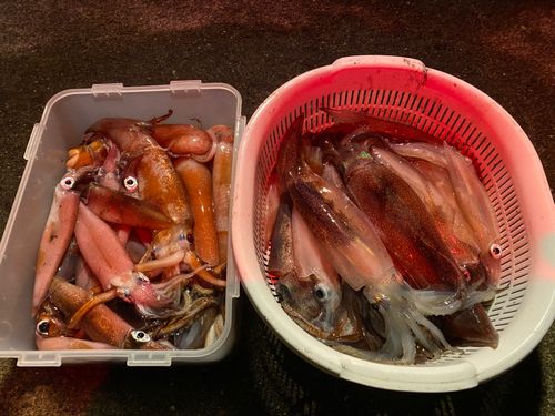 スルメイカの釣果