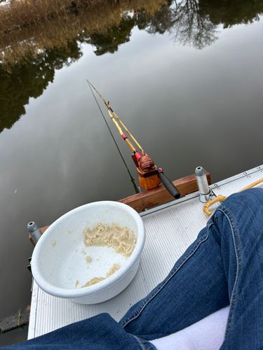 ヘラブナの釣果