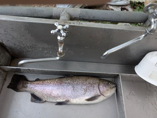 ニジマスの釣果