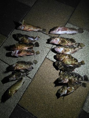 常滑りんくう釣り護岸