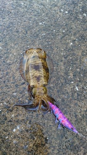 アオリイカの釣果