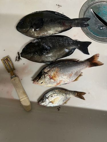 金沢水際線緑地（福浦岸壁）