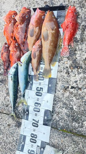 キジハタの釣果