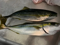 イナダの釣果