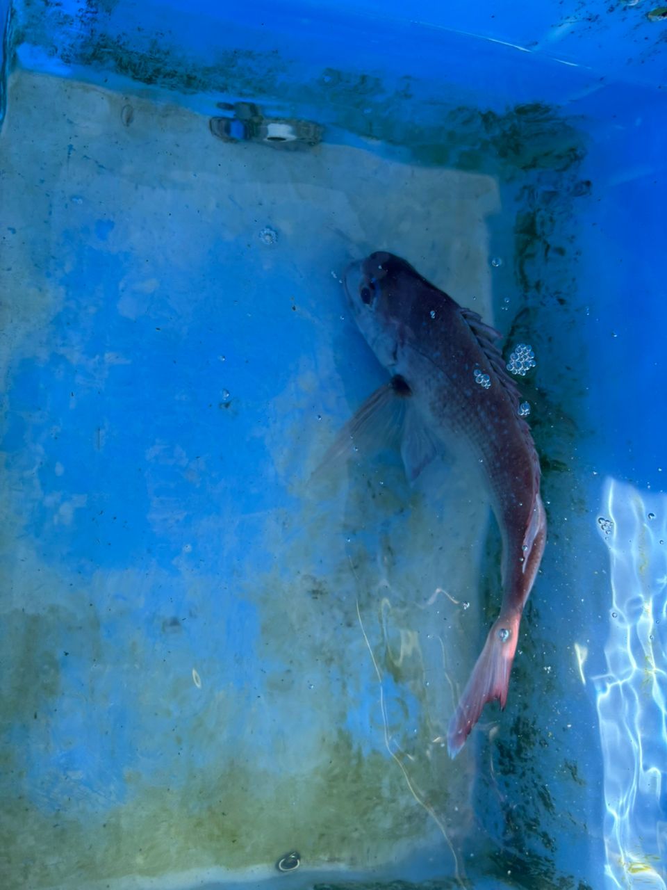 くわちゃんさんの釣果 2枚目の画像