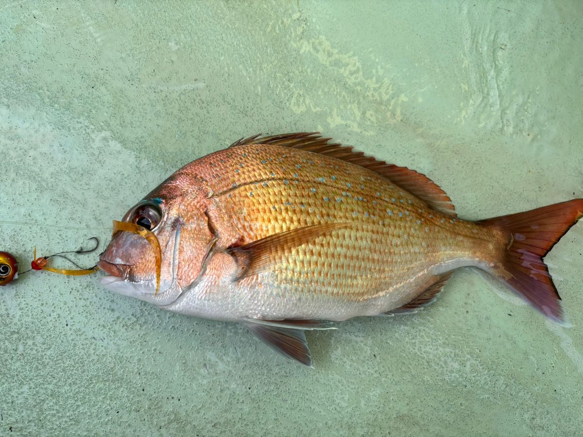 くわちゃんさんの釣果 1枚目の画像