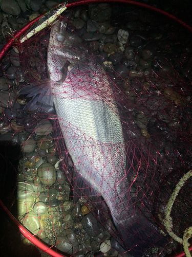 ヒラスズキの釣果