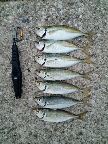 マアジの釣果