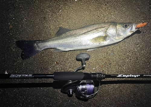 シーバスの釣果