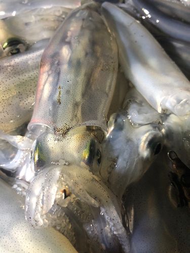マメイカの釣果
