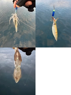 ヤリイカの釣果