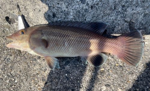 カンダイの釣果