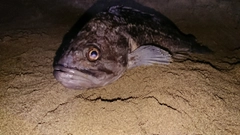 クロソイの釣果