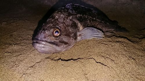 クロソイの釣果