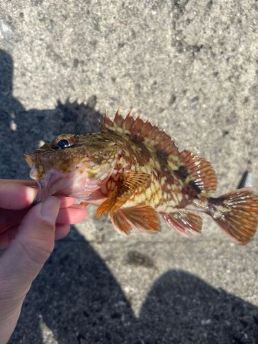 カサゴの釣果
