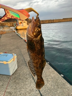 アイナメの釣果