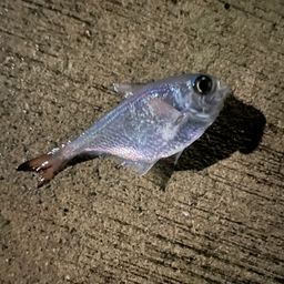 ミナミハタンポ