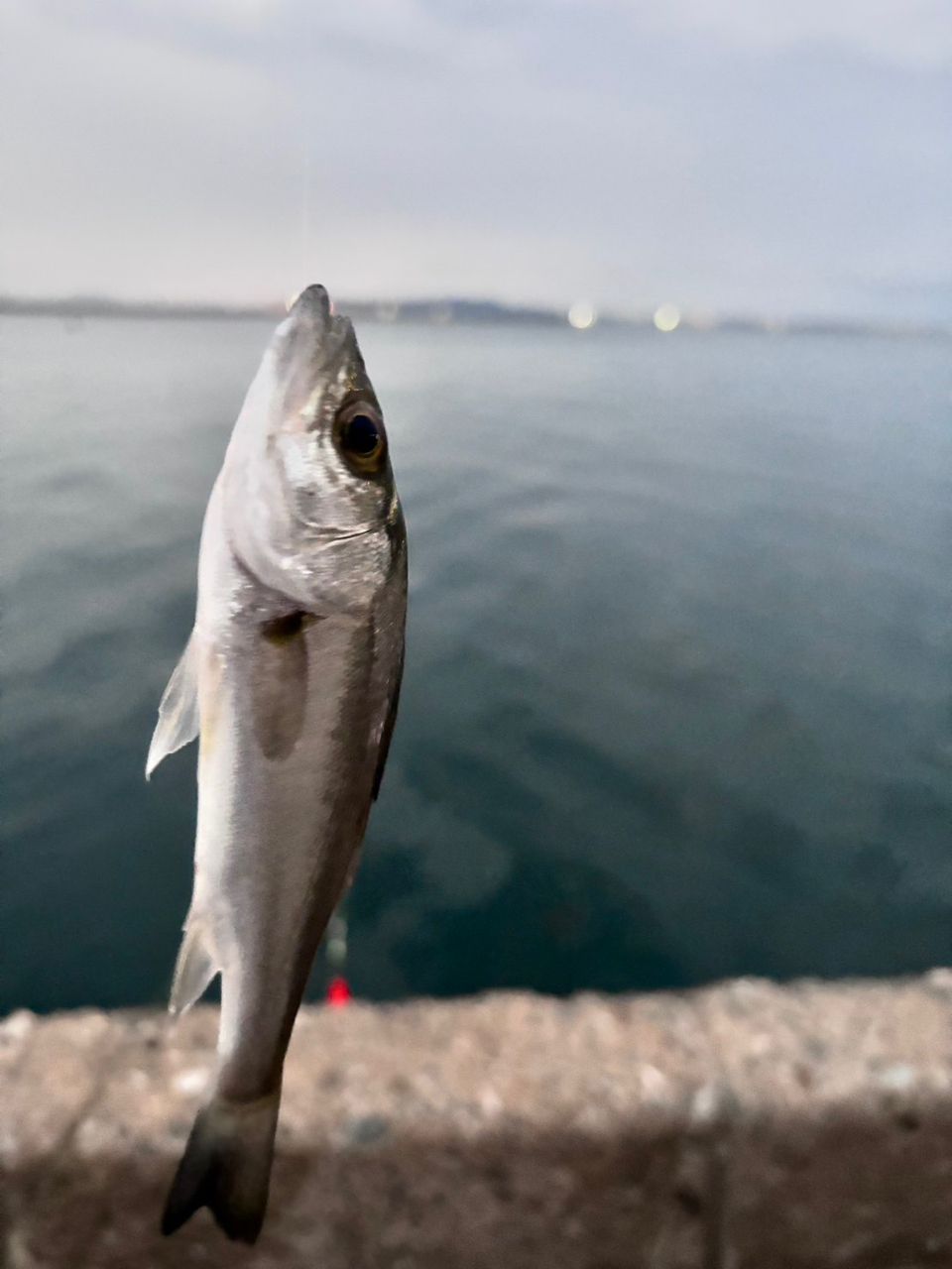 セイゴ（マルスズキ）