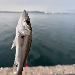 セイゴ（マルスズキ）