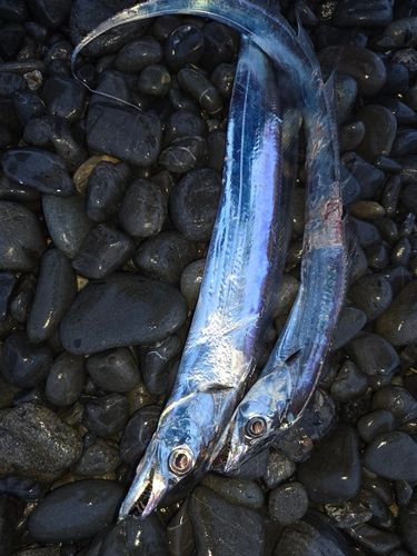 タチウオの釣果