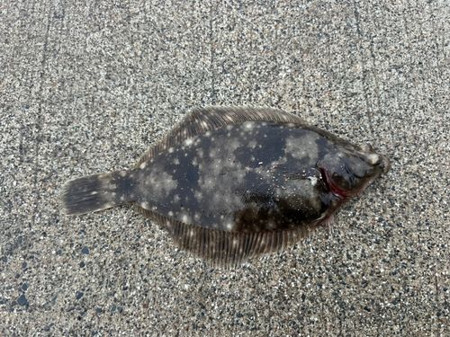 カレイの釣果