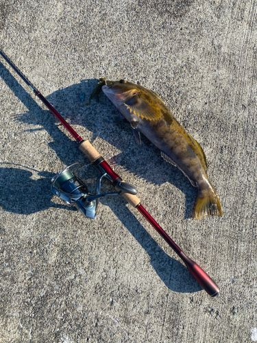 アイナメの釣果