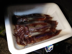 イカの釣果