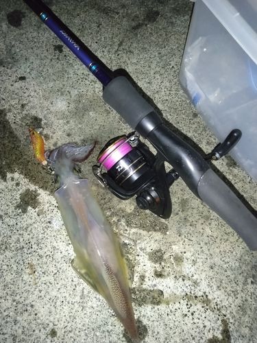 ヤリイカの釣果