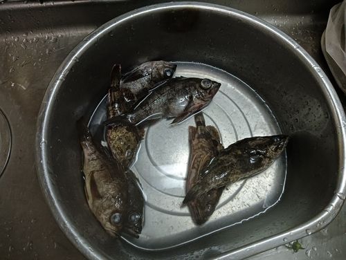 シロメバルの釣果