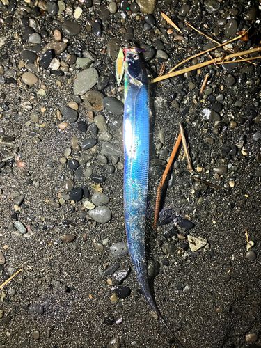 タチウオの釣果